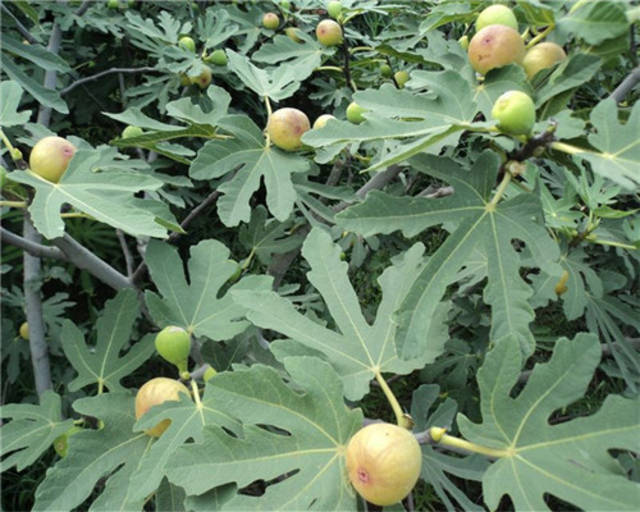 芭劳奈无花果苗怎样种植成活率高芭劳奈无花果苗介绍