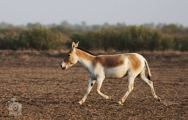 印度丨野驴的魔幻世界