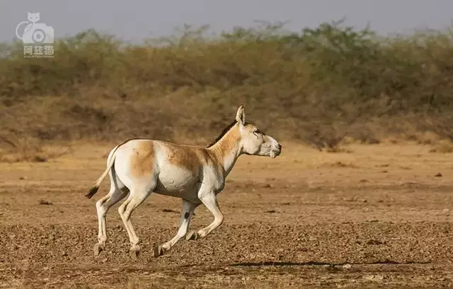 印度野驴图片
