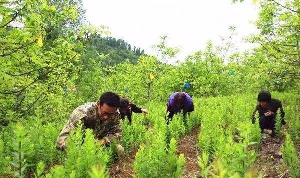 河南省種植中藥材的補貼標準: 扶持對象:註冊2年以上的農民林業專業