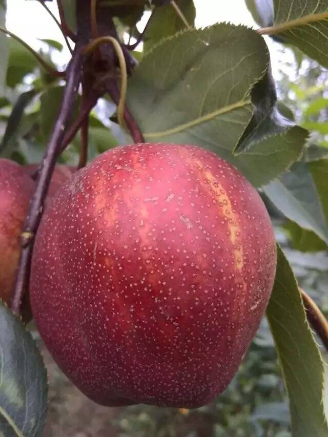 奥冠红梨品种特性介绍奥冠红梨苗一棵多少钱