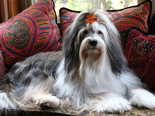 西藏獚(huáng wikimedia commons 西藏绠(tibetan terrier)