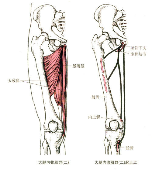 腘绳肌的解剖