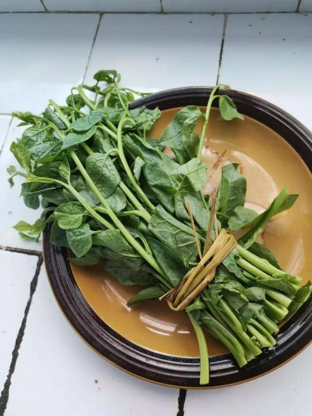 滑菜可以这样吃:秋葵与它,谁更滑?