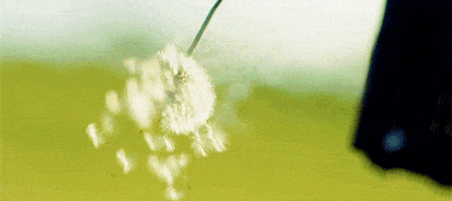 在古籍中早有记载,蒲公英味苦甘寒,无毒,有清热解毒功效,具有良好的