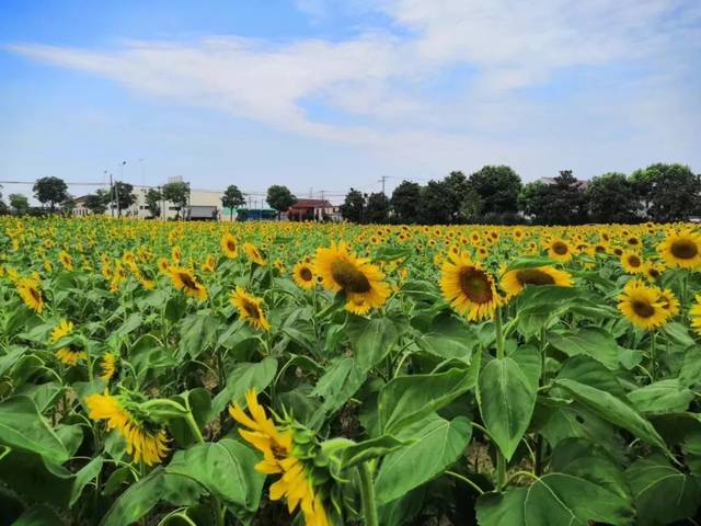 西渡新晋"网红"向日葵花海,等你来撩!