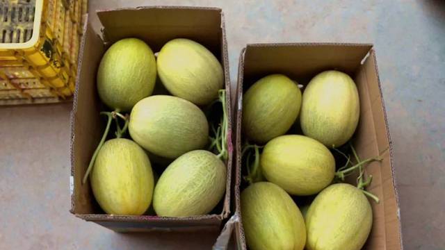 吃瓜了,吃瓜了,没吃过泾阳蜜瓜算不上"吃瓜群众"