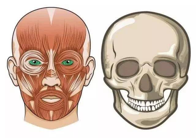 下颌骨整形,需要考虑的不止是术后骨骼的形态,还有考虑术后脸部肌肉的