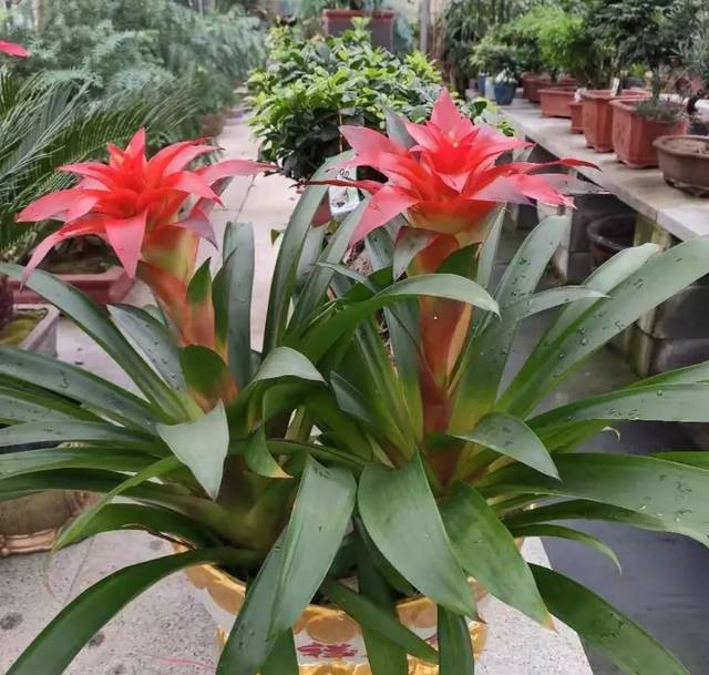 凤梨——鸿运当头