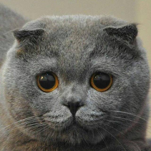 好一张大饼脸……大脸猫的忧伤你不懂