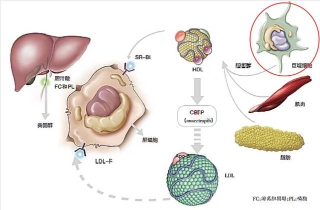 那么如何来实现呢?比如以上图中的巨噬细胞为例,他的功能是吞噬功能