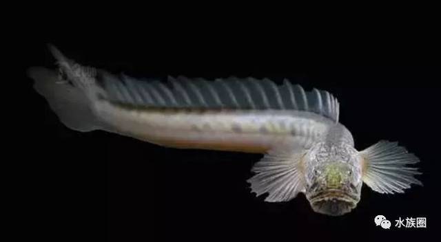 二十八,千手观音 原产地:巴基斯坦,印度