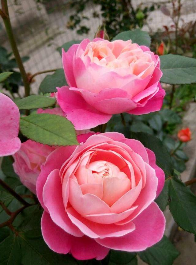 耐晒又香香的梦之光环,阳台党的理想月季