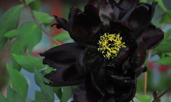 用法:取三朵黑芍药花,放在水里熬.烧开后,将水取出,渴了就喝.