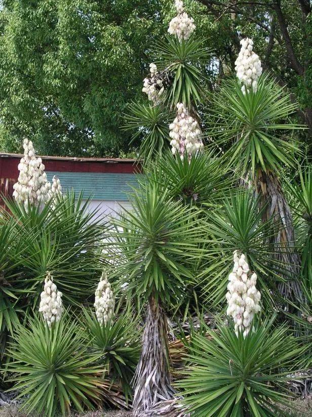 其实很多朋友都看到过这种灌木植物,如果你在路边看到一种开花像烟雾