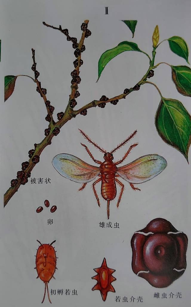 花卉有害生物防治之蚧壳虫_若虫