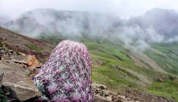 云南一男子破坏珍稀高山植物,专家:数十年才开一次花