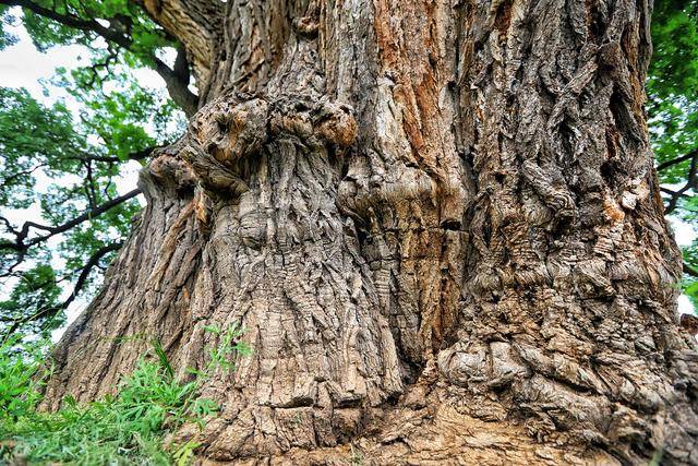 甘肃平凉崇信县有颗华夏古槐王,树龄3200多年,全国树龄之最_手机搜狐