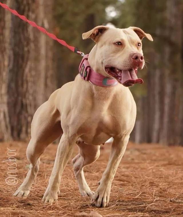 比特vs藏獒,谁才是人类世界真正的犬王