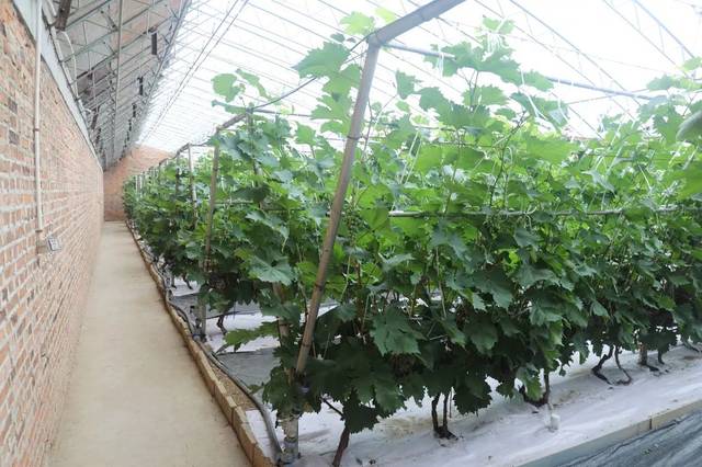 这里也是" 不同棚架类型葡萄对比试验区".