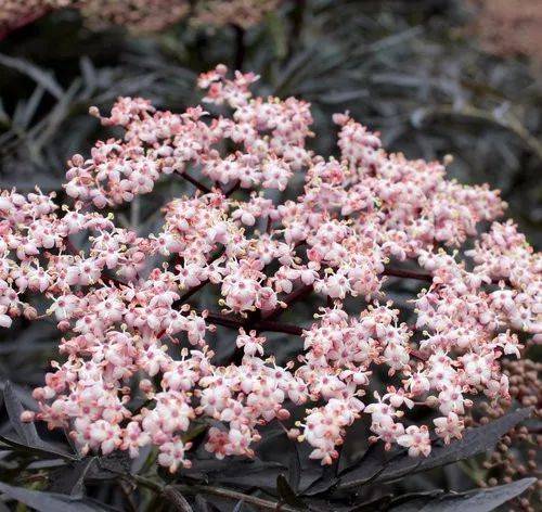 原创院子可养这15种低矮灌木花卉,种出一片迷人花丛,能不停开花