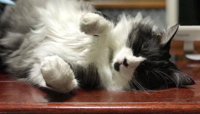 用爱感化捡来的流浪猫,漫画记录下全过程,网友