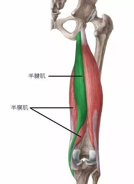 近侧端:通过与股二头肌长头和半膜肌的共同肌腱,附着于坐骨结节的后面