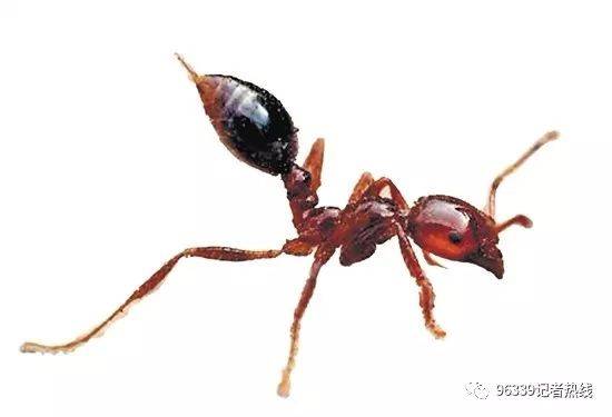 红火蚁的天敌怕什么图片