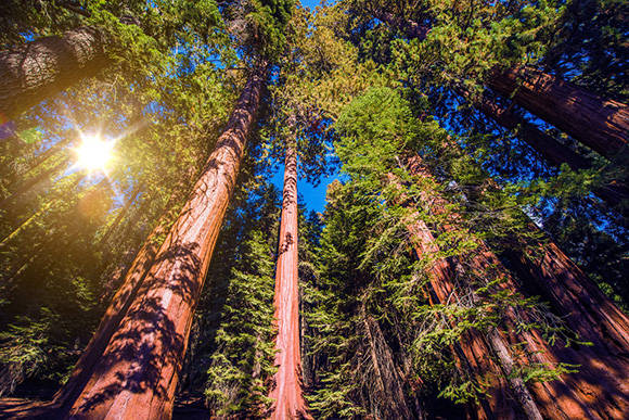 世界五大公园树:这是巨杉根深叶茂,它是森林公园的树中之王!