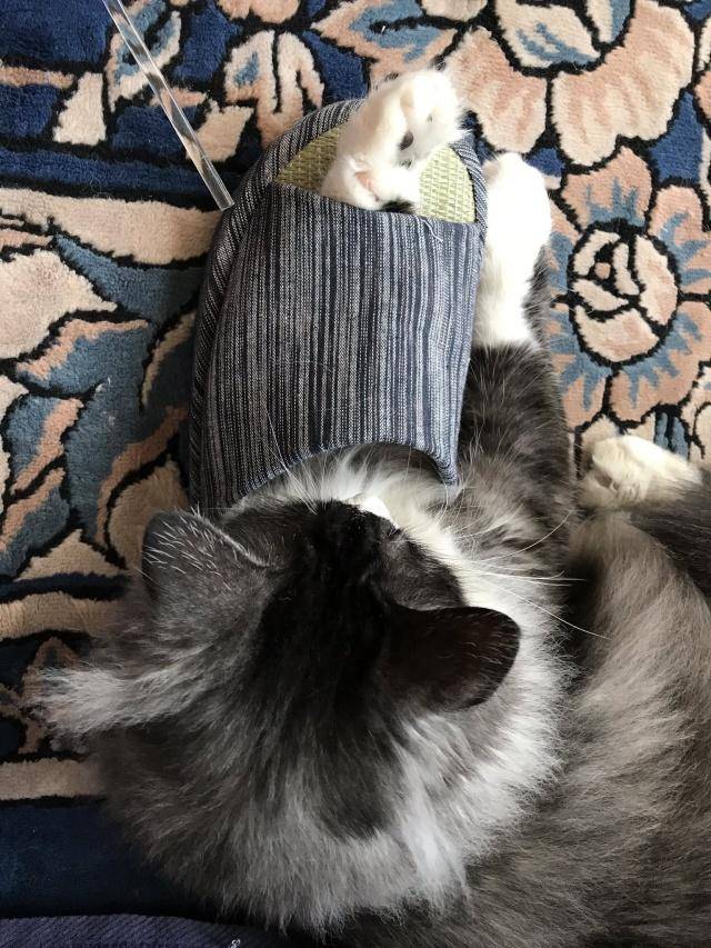 用爱感化捡来的流浪猫,漫画记录下全过程,网友