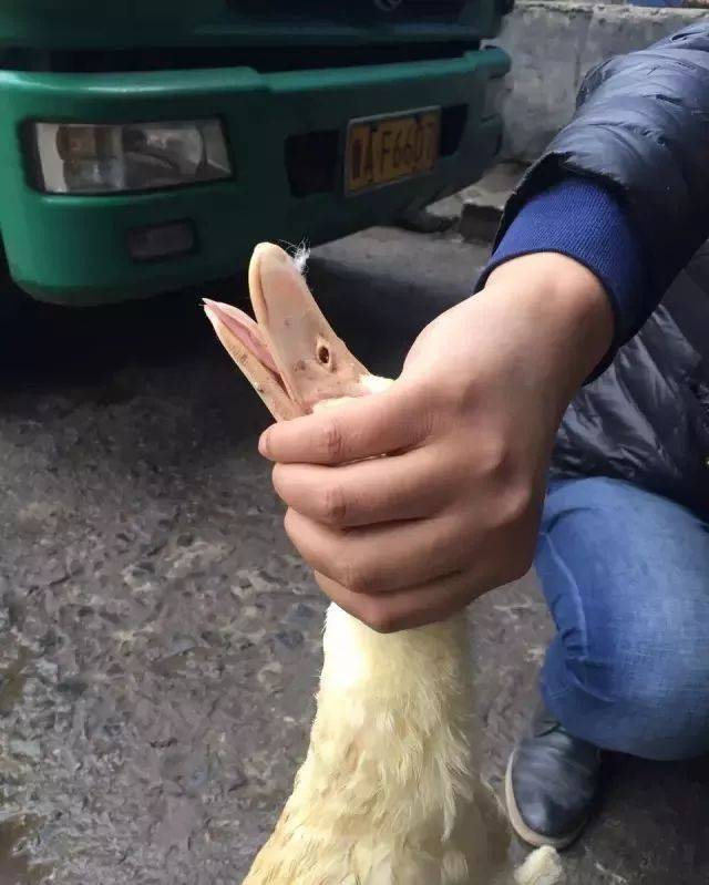 怎么抓鸭子能够不红头