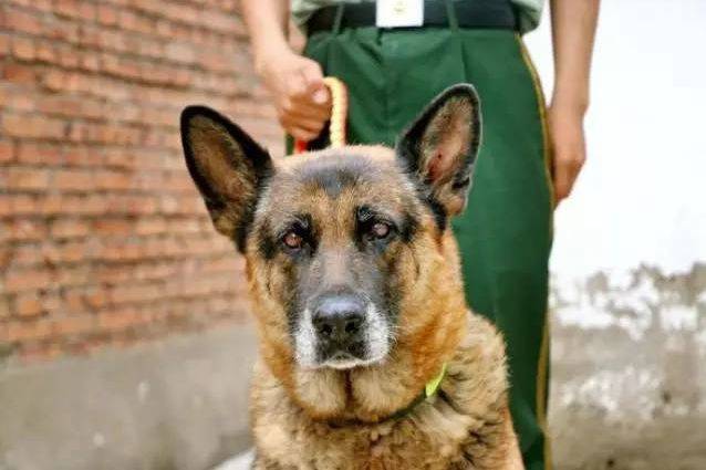 功勋犬不能忘却的无言战士