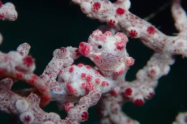 骷髅虾 skeleton shrimp