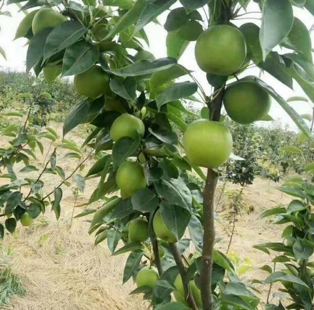 苏翠一号梨苗多少钱一株种植苏翠一号梨亩产效益