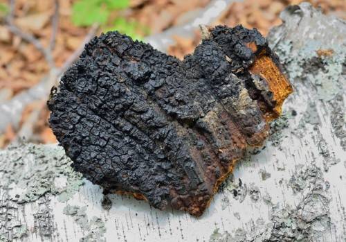 桦褐孔菌被用来泡茶,但有人真正研究它的中医性味吗?