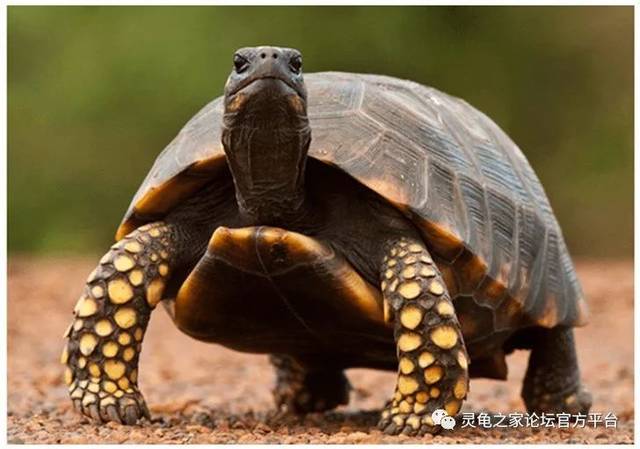 黄腿陆龟来自亚马逊的小巨人