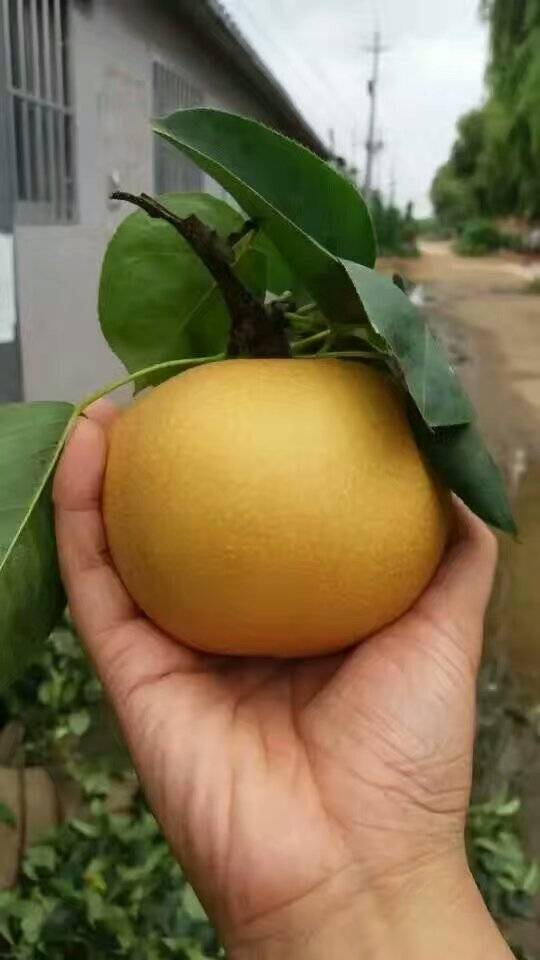 状元冰糖梨苗品种介绍状元冰糖梨特点脆甜无渣