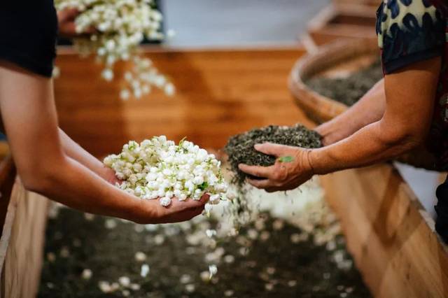 从茉莉花茶老手艺人口中,读懂一朵茉莉花_手机搜狐网