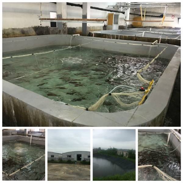 目前人工养殖石斑鱼主要有网箱和池塘养殖两种,当然也可利用海洋的