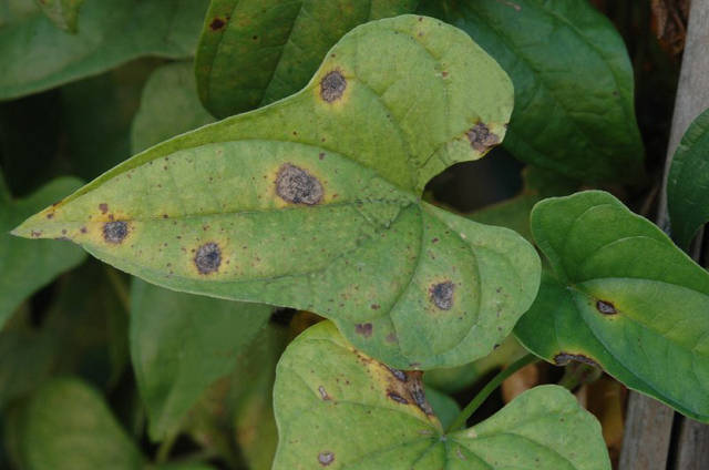 高温高湿山药褐斑病易发生,掌握发病规律,综合多种措施早防控