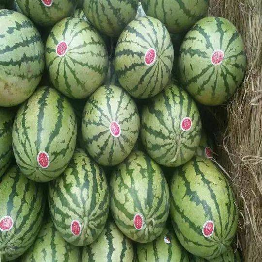 炎炎夏日中的一缕清凉--四季农汇内蒙西瓜重磅来袭!