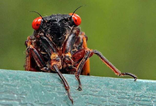 世界上最懂数学的动物,每13或17年出现,每次出现上百亿只!