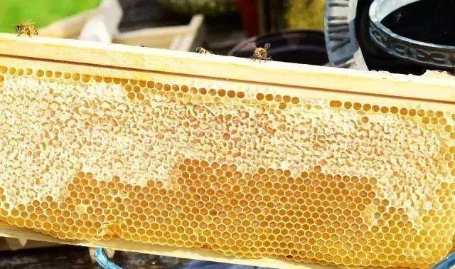 解密蜜蜂酿制蜂蜜全过程