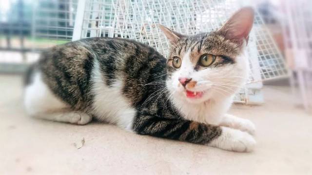 如花美少年amor(爱黙),单边金斑虎皮麒麟臂,金睛美目蜂准衔蝶,白雪披