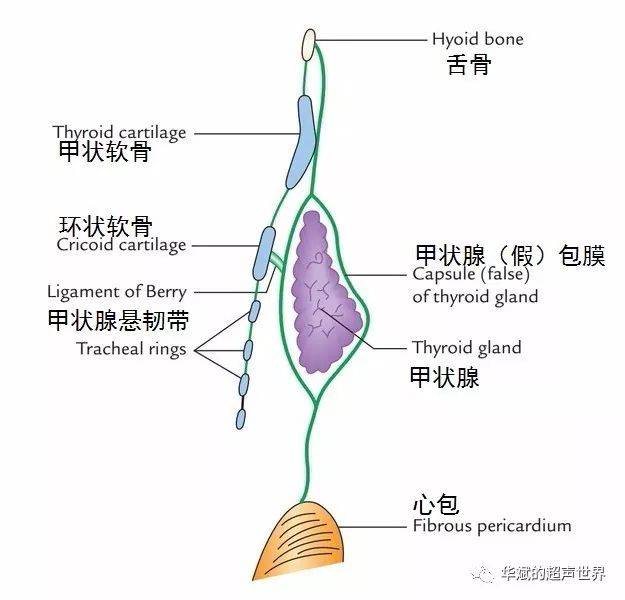 超聲基礎解剖甲狀腺懸韌帶