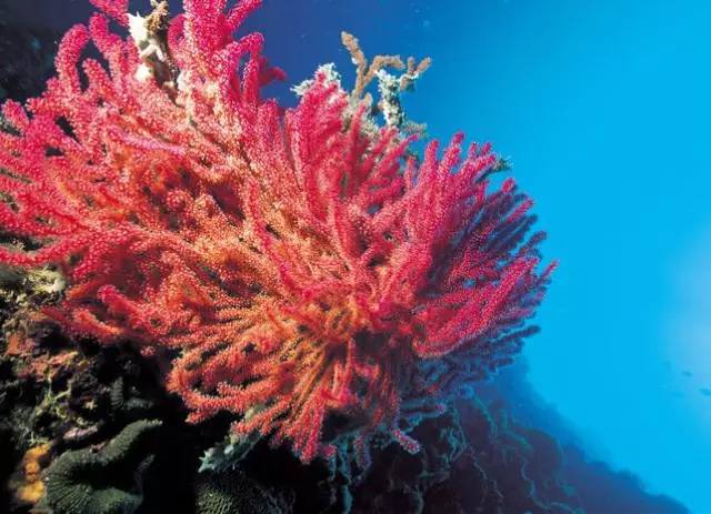 赤珊瑚 Red Coral 红珊瑚 认证的 Красный коралл 【公式通販】