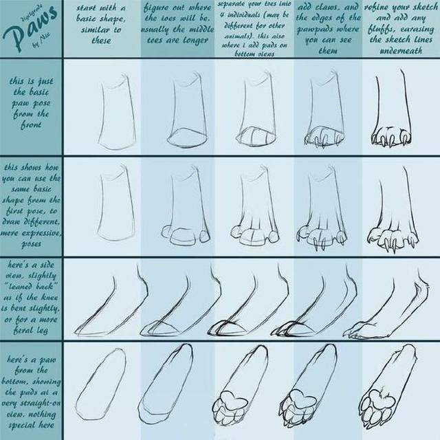 食肉动物的脚部怎么画图片