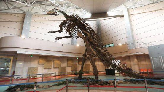 世界最大的鸭嘴龙化石骨架.