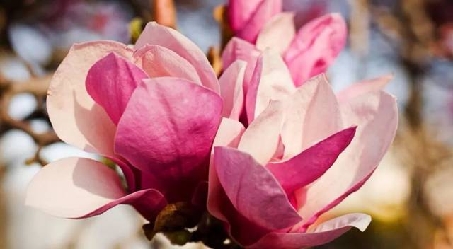 嵊州市"市花": 玉兰