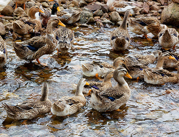 食材分享|广西夏季的味道,南乡鸭,做法简单,清甜,可美味啦
